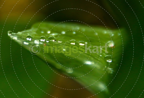 Droplets on leaf...