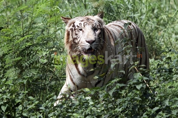 tiger in jim corbett national park
