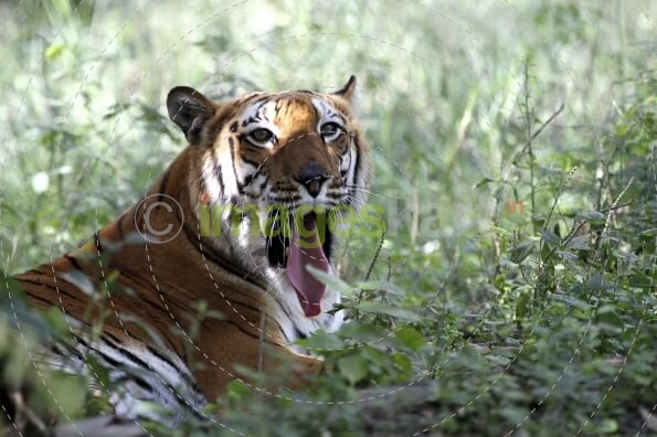 tiger in jim corbett national park