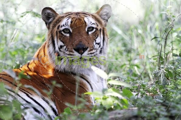 tiger in jim corbett national park