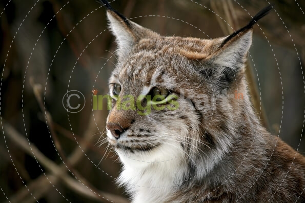 lynx in the forest