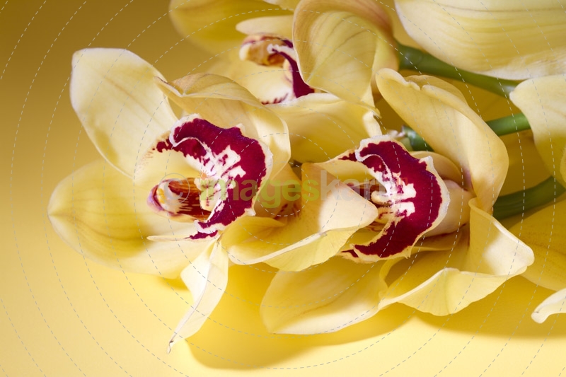Studio shot of flowers