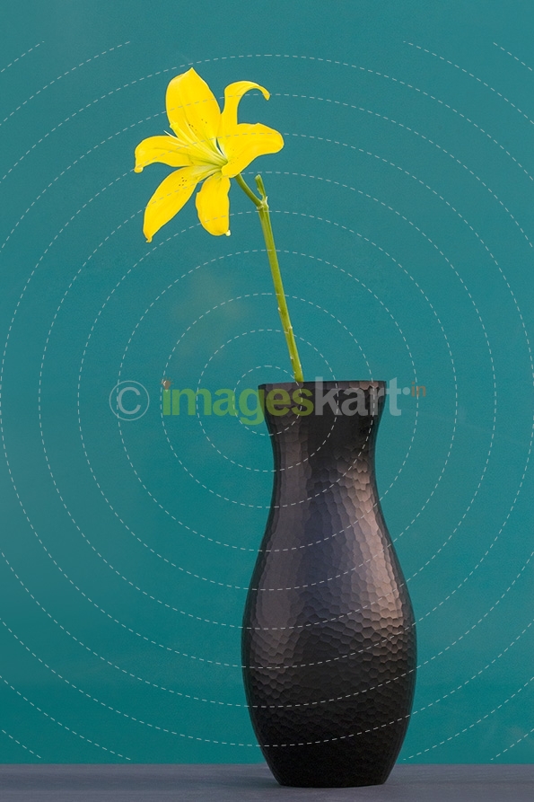 Yellow lily