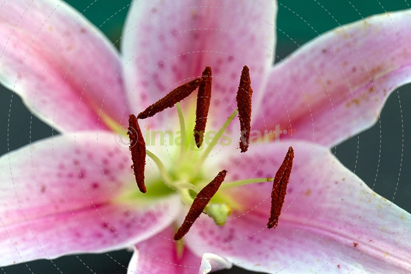 Lily stargazer