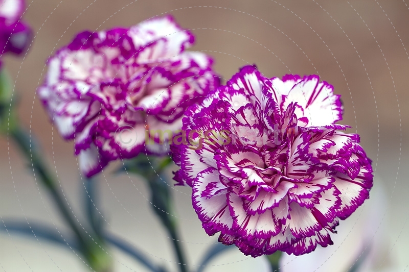 Carnation