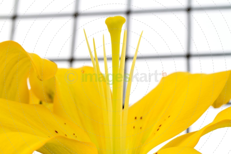 Lily