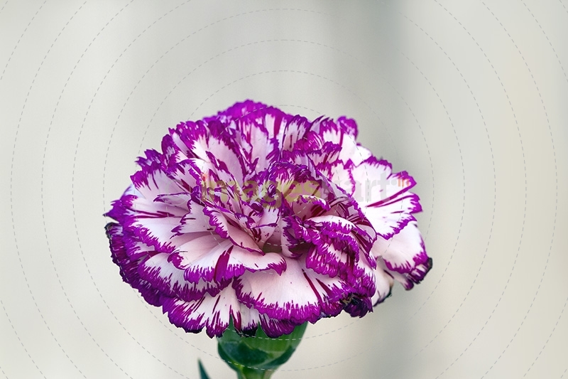 Carnation