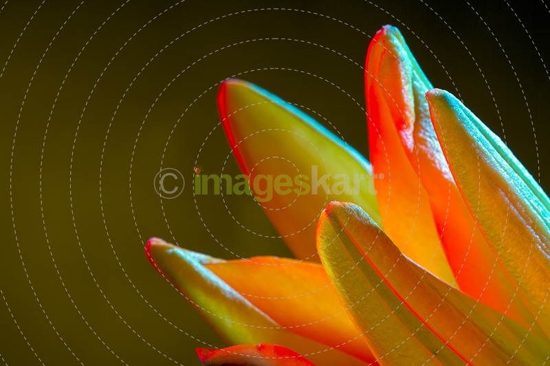 Lilium,abstract
