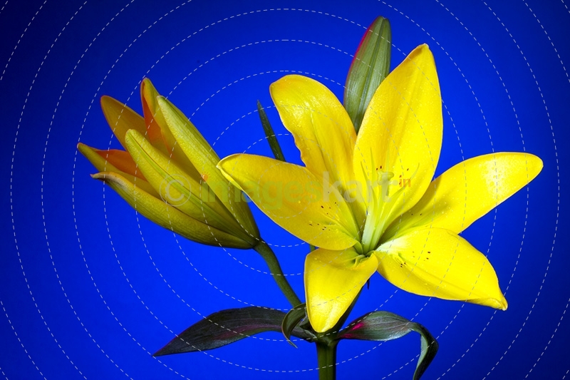 Lilium