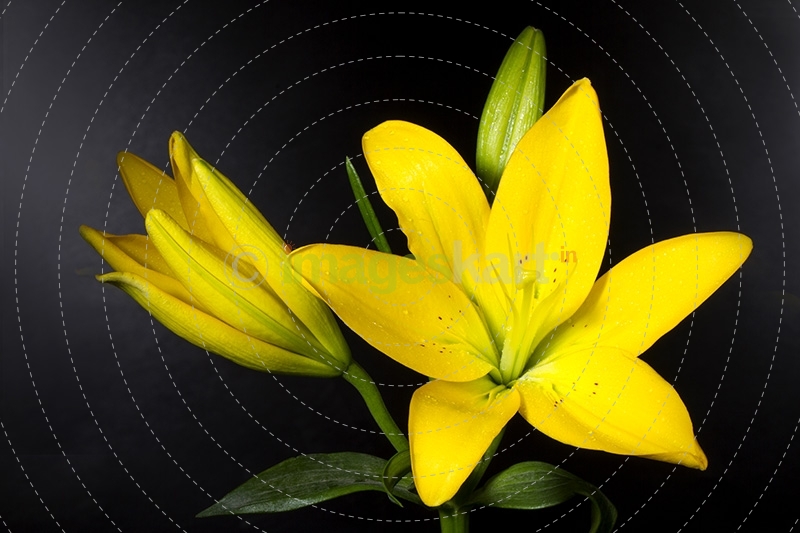 Lilium