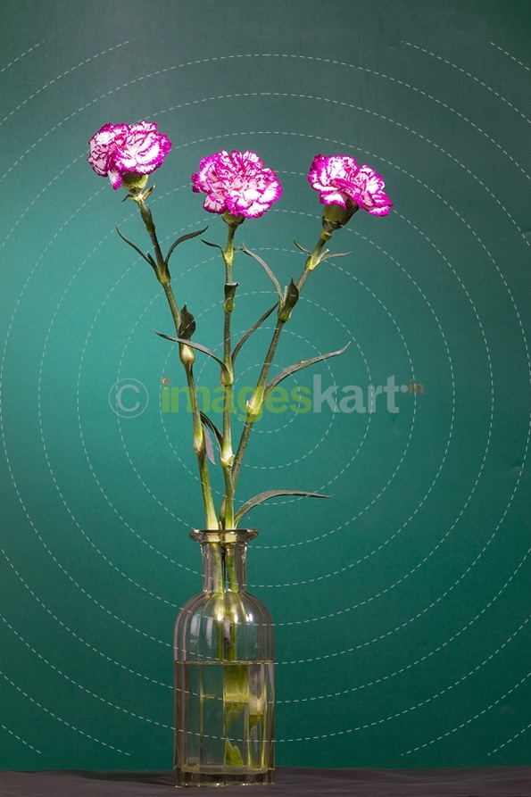 Peony