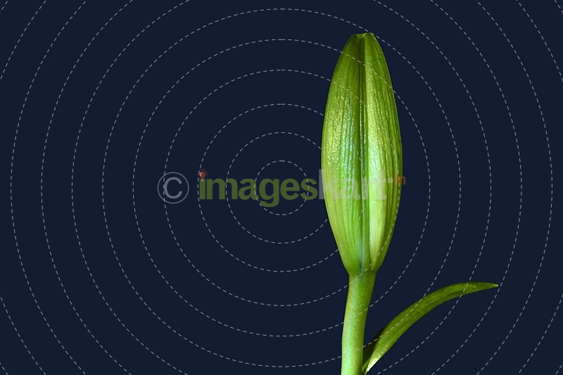 Petal abstract