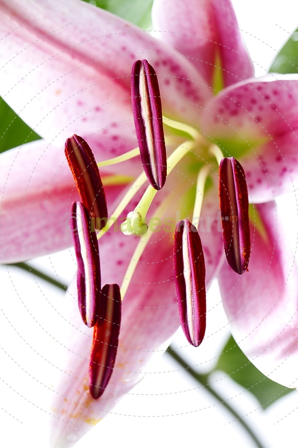 Lily stargazer