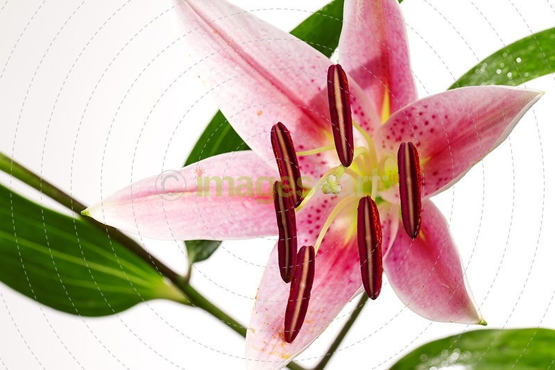 Lily stargazer