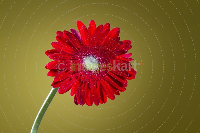 Barberton daisy