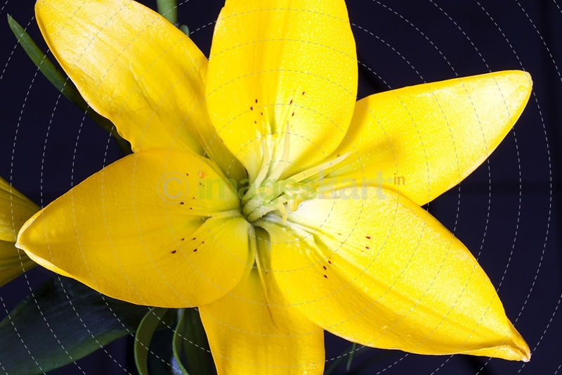 Lilium