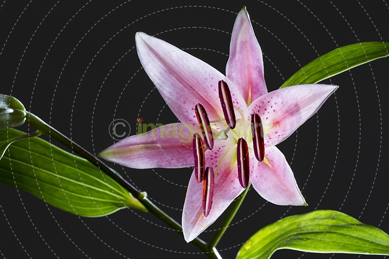 Lily stargazer
