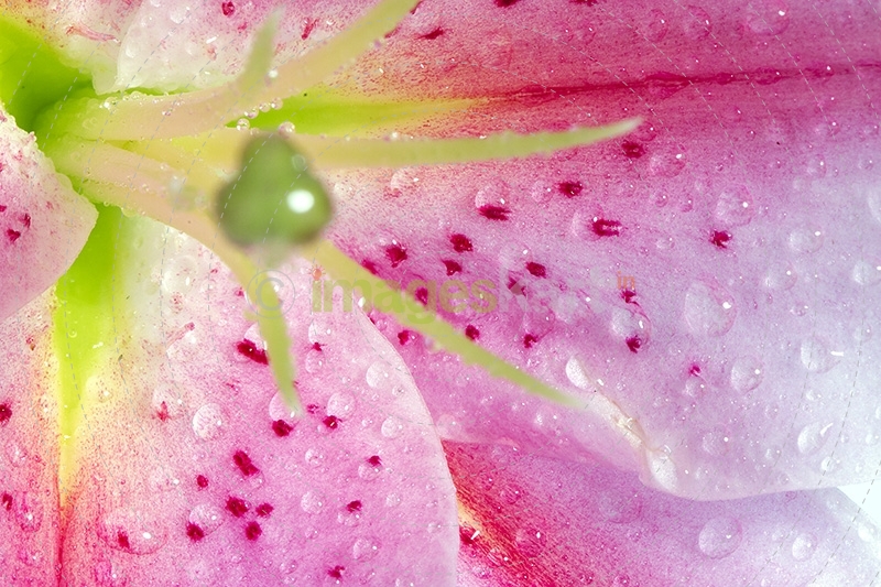 Closeup lily stargazer