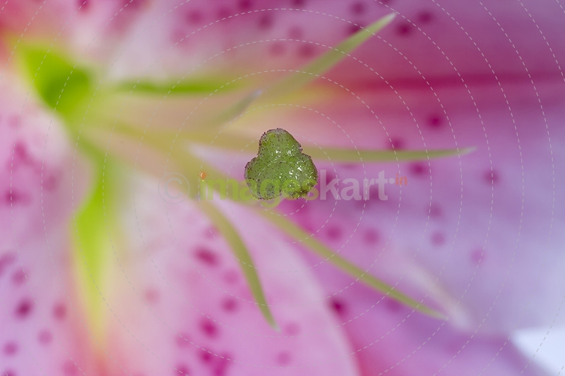 Closeup lily stargazer