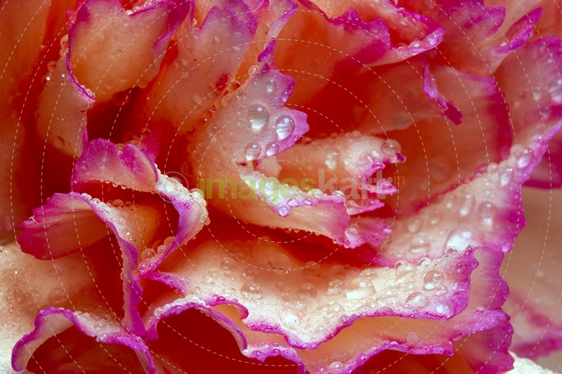 Red flower