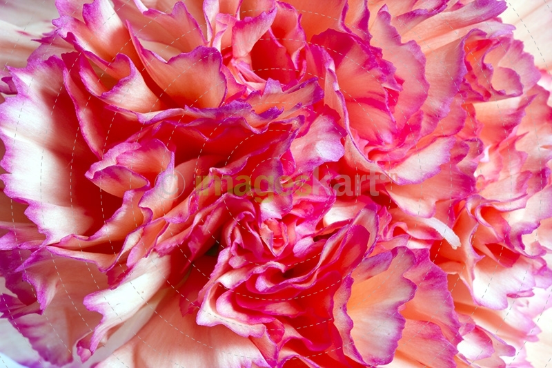 Dianthus