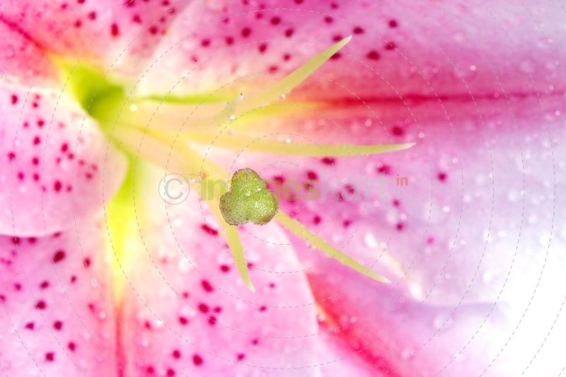 Closeup lily stargazer