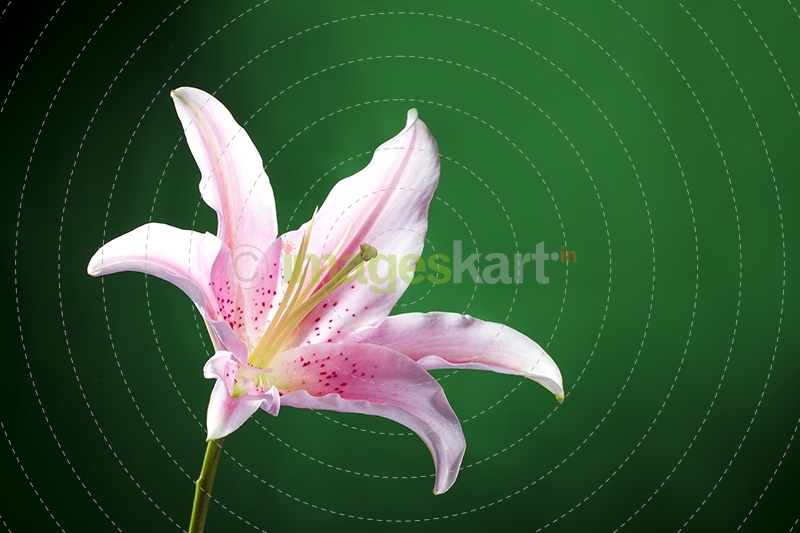 Lily stargazer