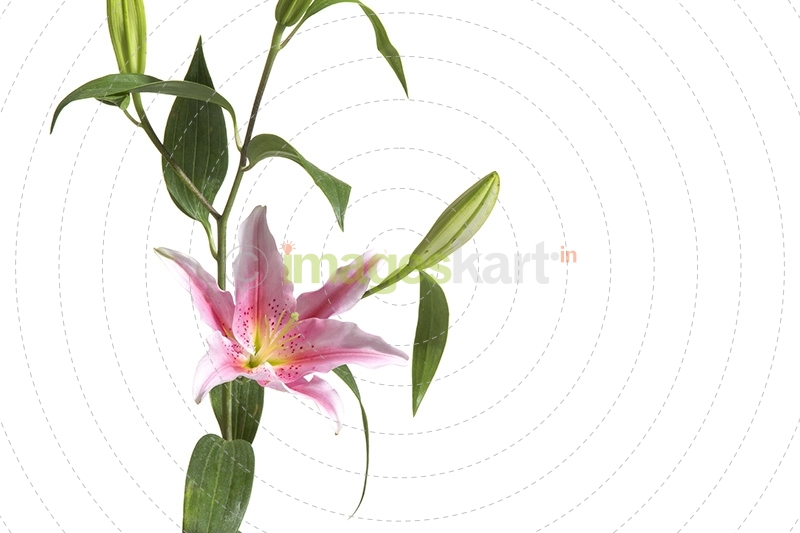 Lily stargazer