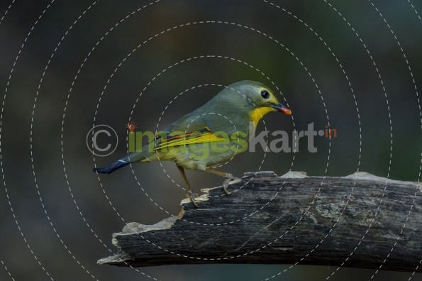 Bird
