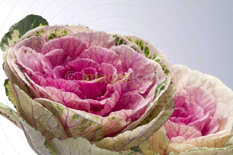 Pink Textured Flower