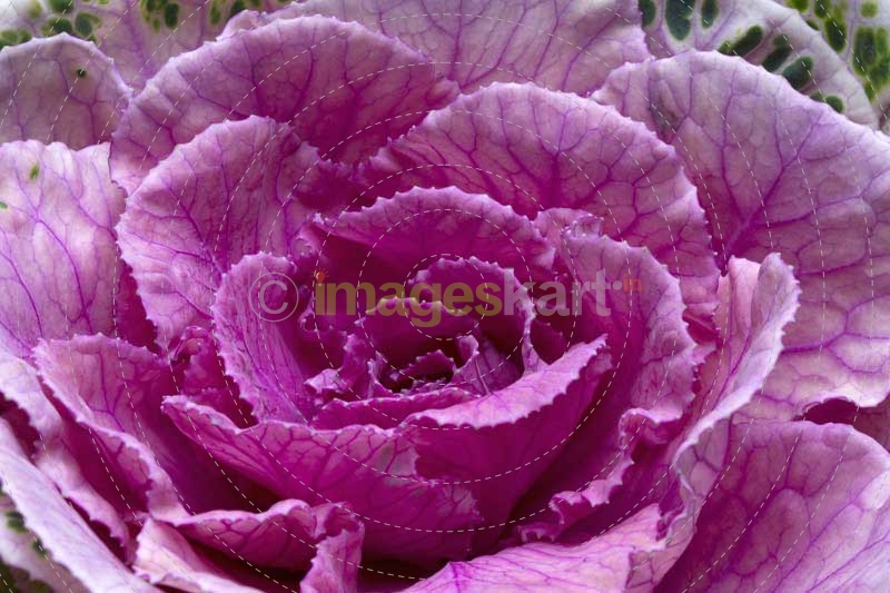 close up of a pink flowerhead