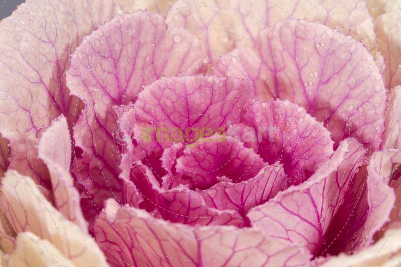 close up on pink petals with water drops