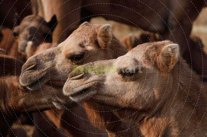 close-up of camels