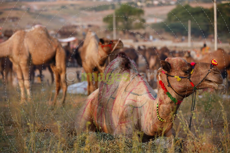 camels at pushkar mela 