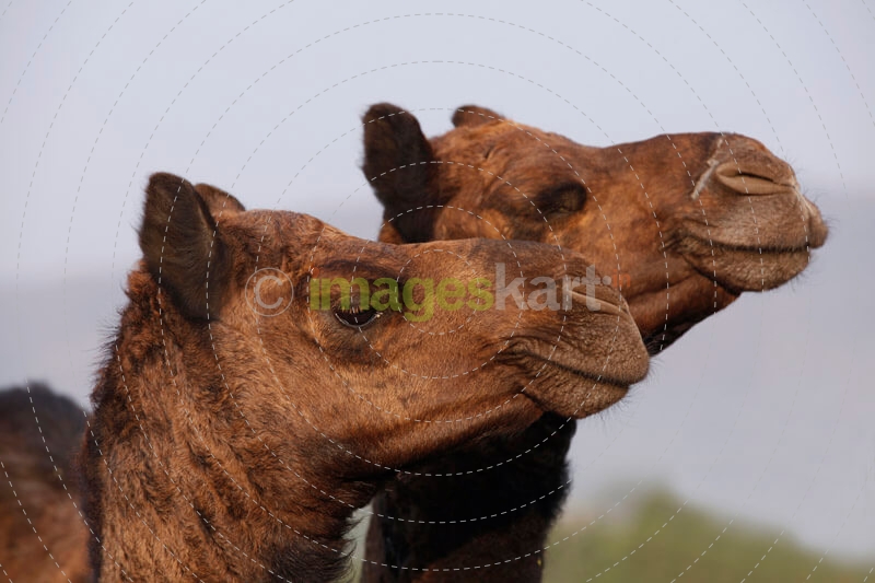 camels in the rajasthan desert