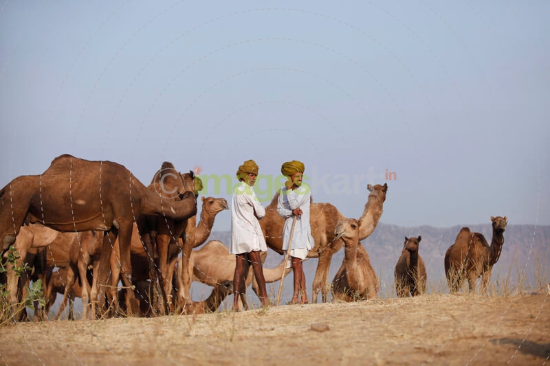 two rural men with a group of camels 