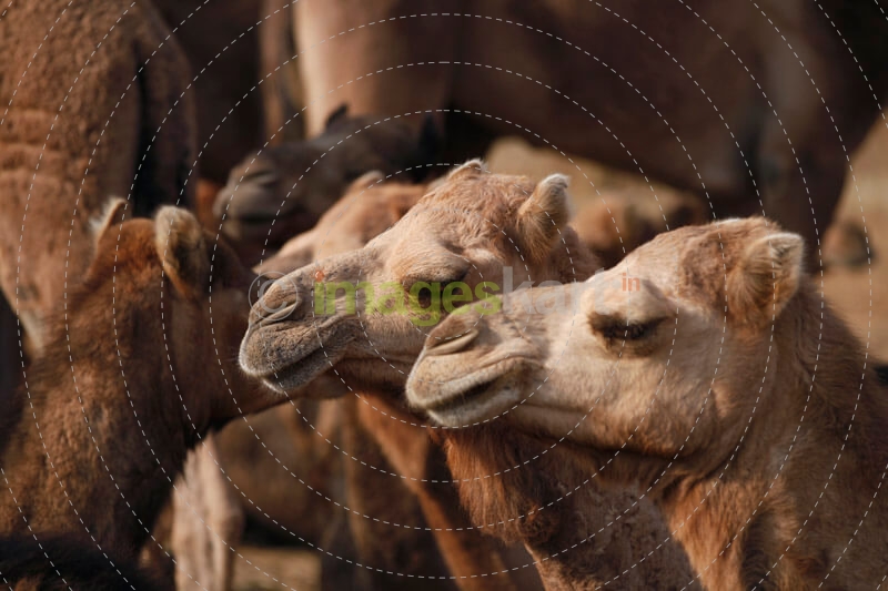 group of camels 