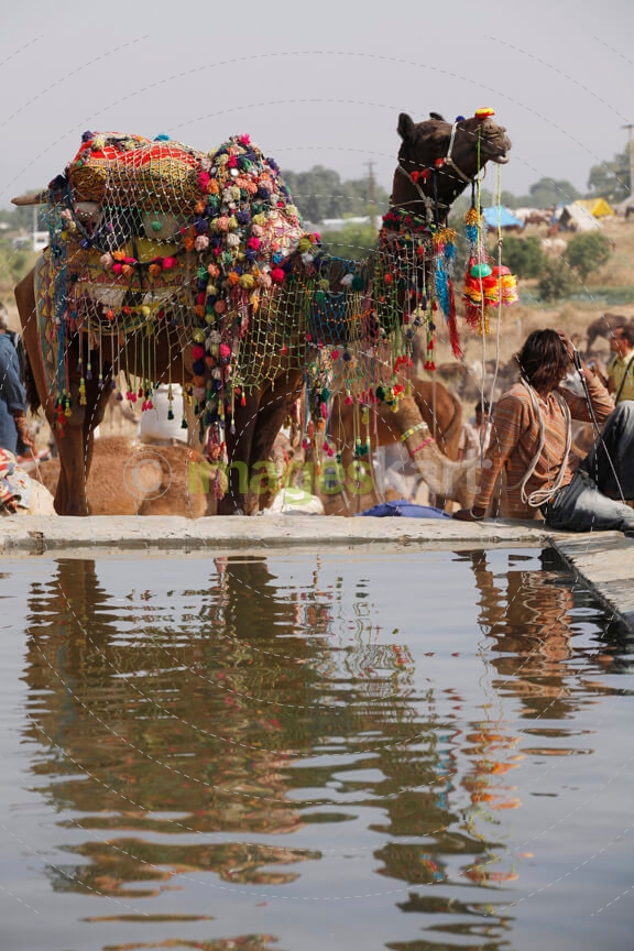 decorated camel at pushkar mela 