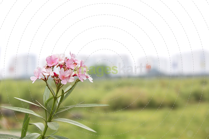 pink coloured flowers in garden