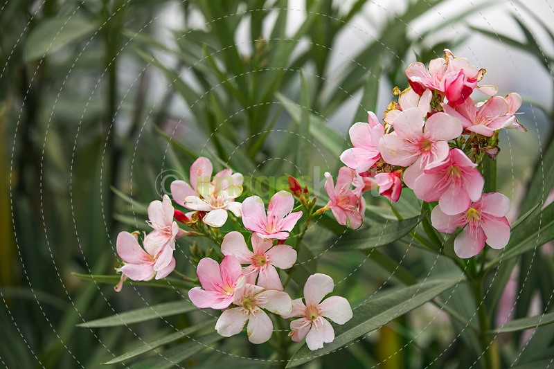 pink coloured flowers in park