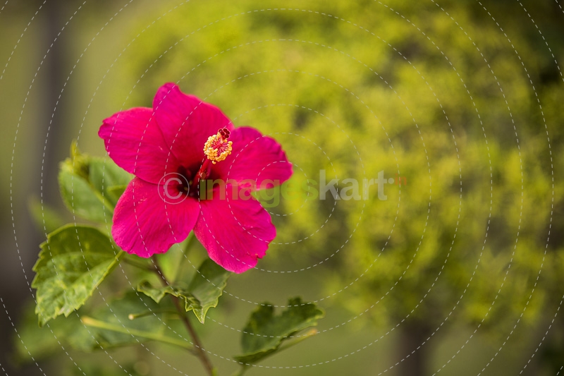 pink coloured flower in garden 