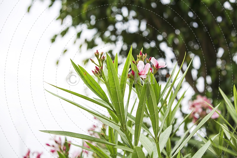 pink coloured flowers and green leaves