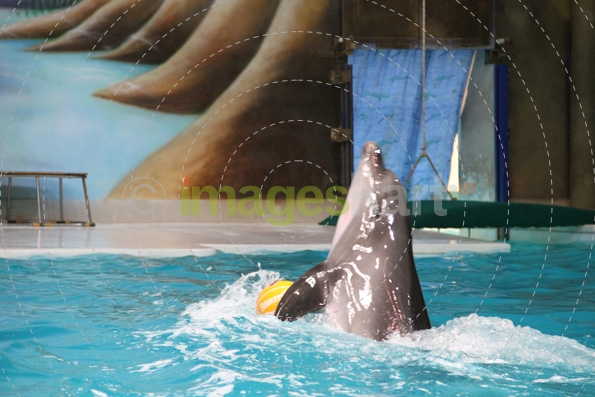 dolphins jumping from the pool