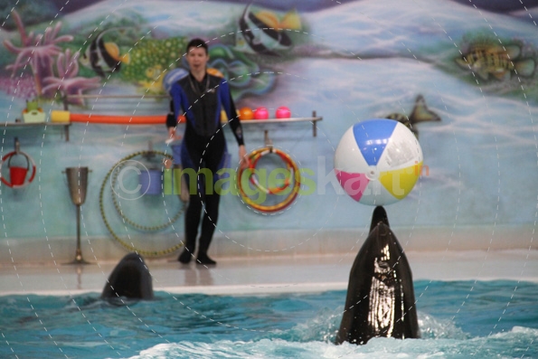 dolphins splashing from the pool
