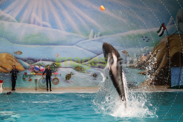 dolphins splashing from the pool