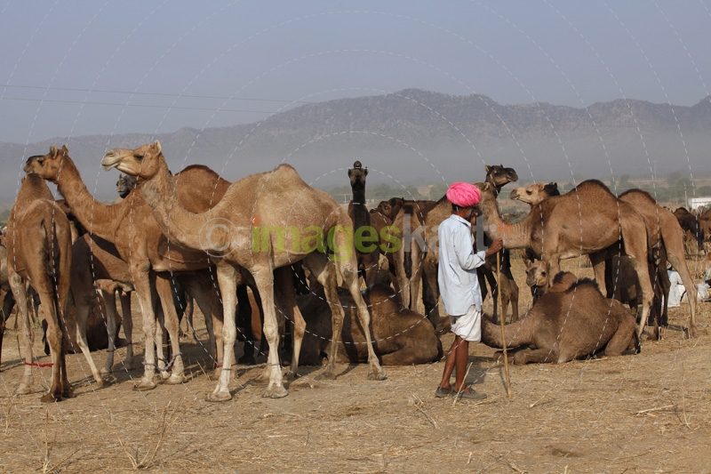 villager with camels at pushkar mela 
