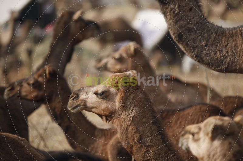 camels at pushkar mela 