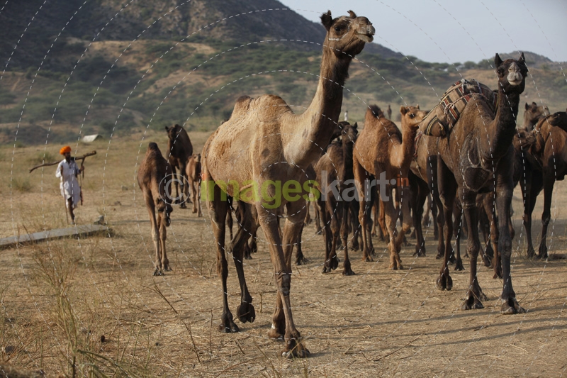 rural man walking with a group of camels 