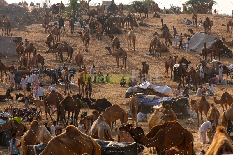 villagers with camels 