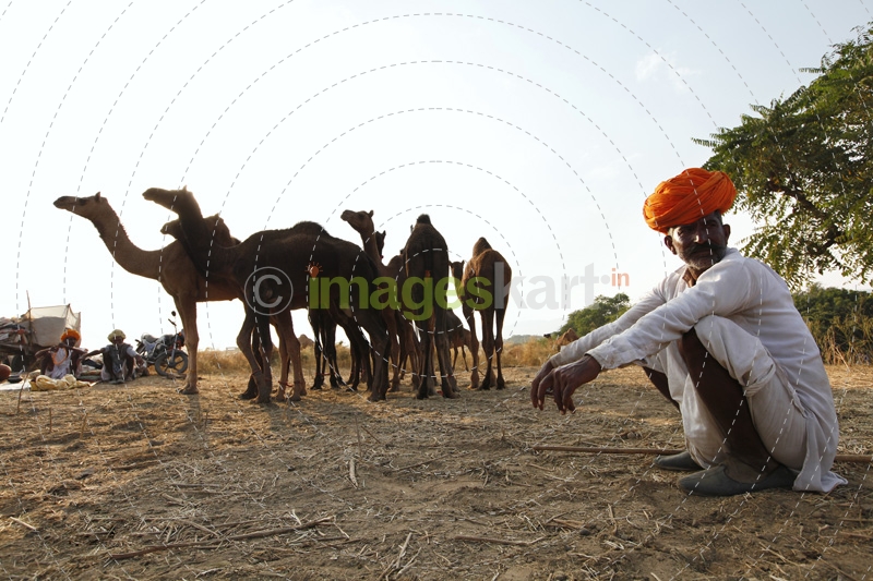rural man sitting with camels 